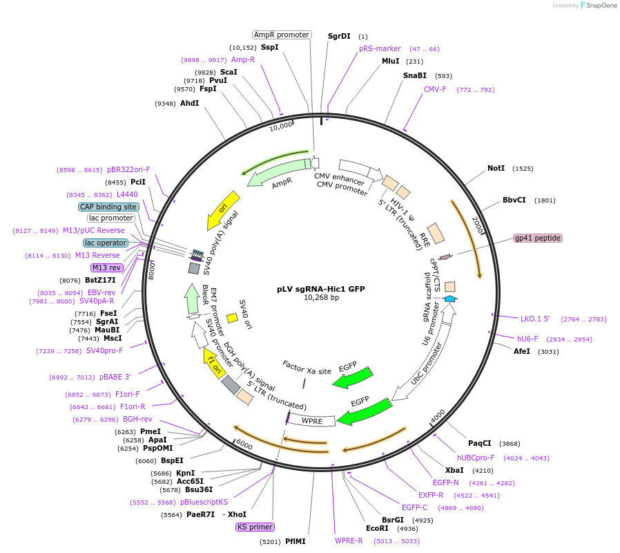 106953-plasmid-map-sequence-id-204586