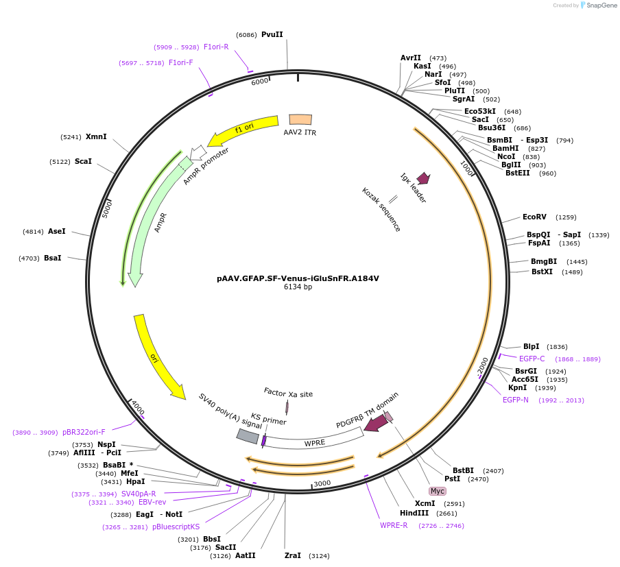 106196-plasmid-map-sequence-id-204604