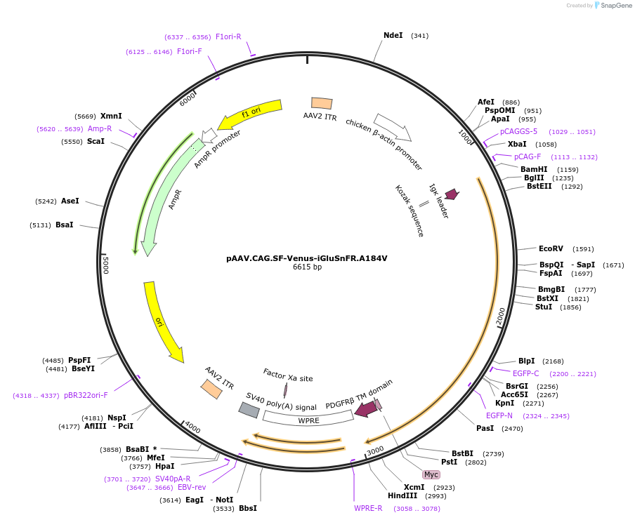 106202-plasmid-map-sequence-id-204609