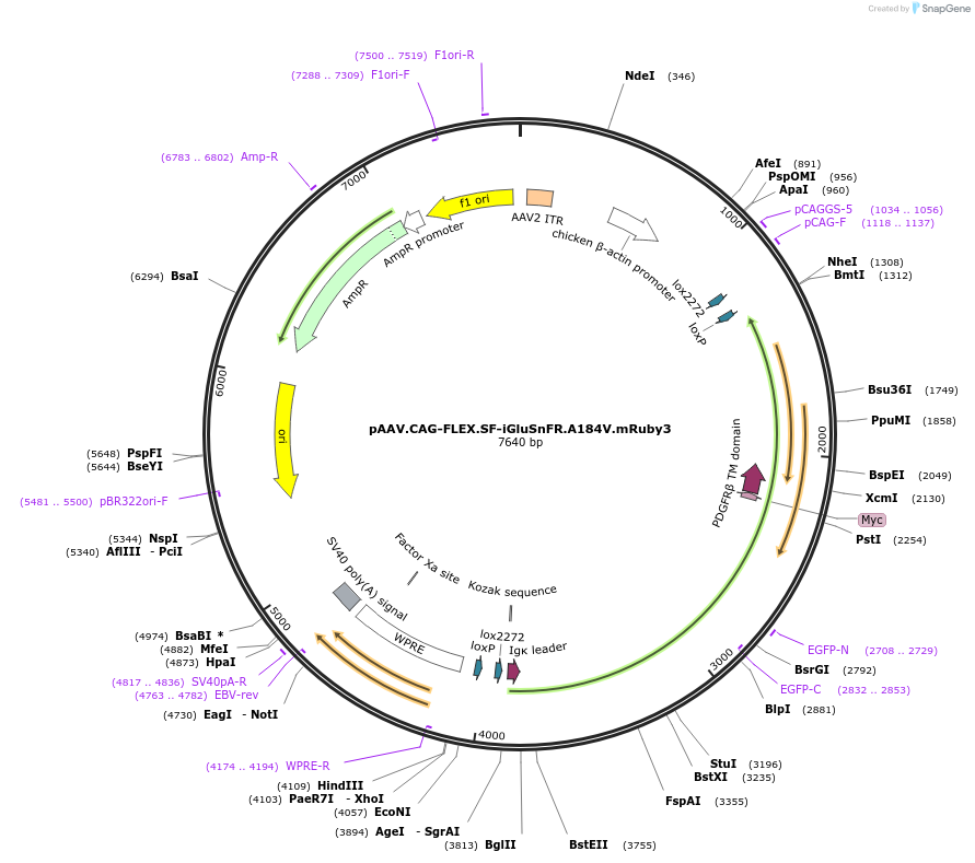 106205-plasmid-map-sequence-id-204612