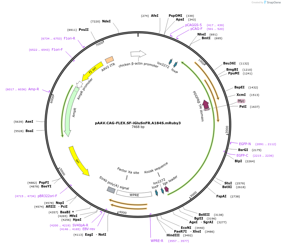 106204-plasmid-map-sequence-id-204613