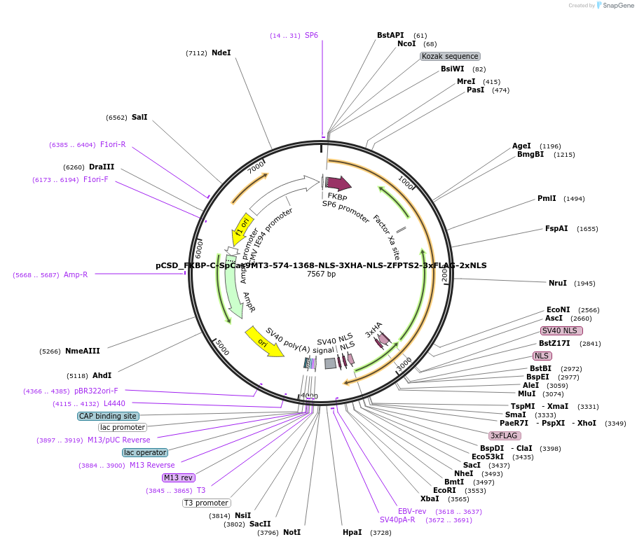 107299-plasmid-map-sequence-id-204615