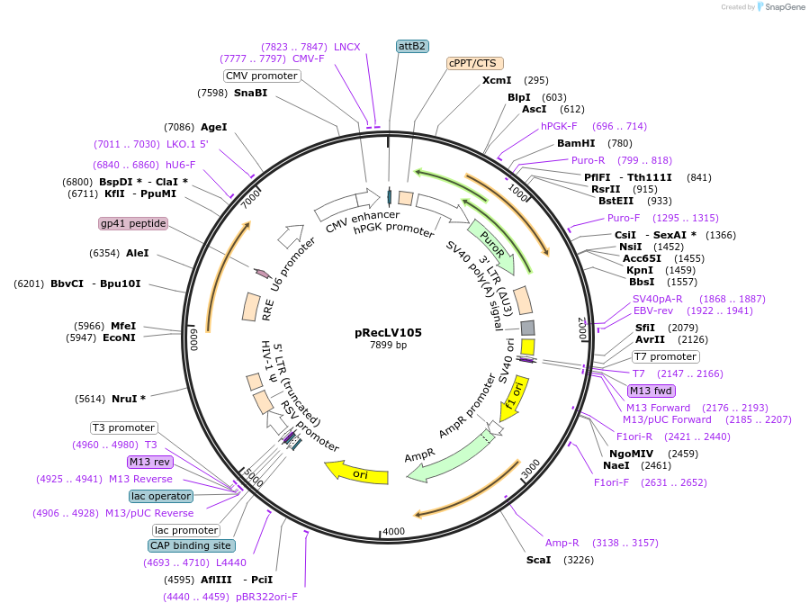 107238-plasmid-map-sequence-id-204620