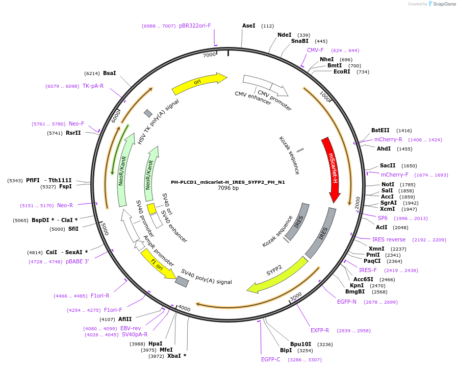 85070-plasmid-map-sequence-id-204621