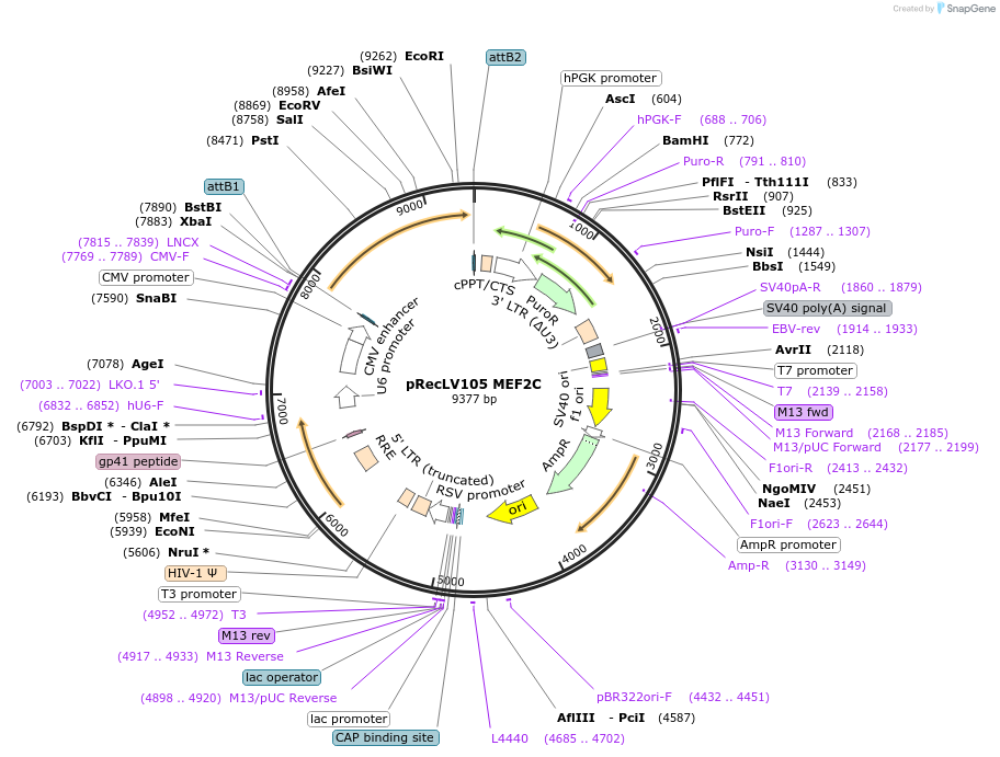 107240-plasmid-map-sequence-id-204622