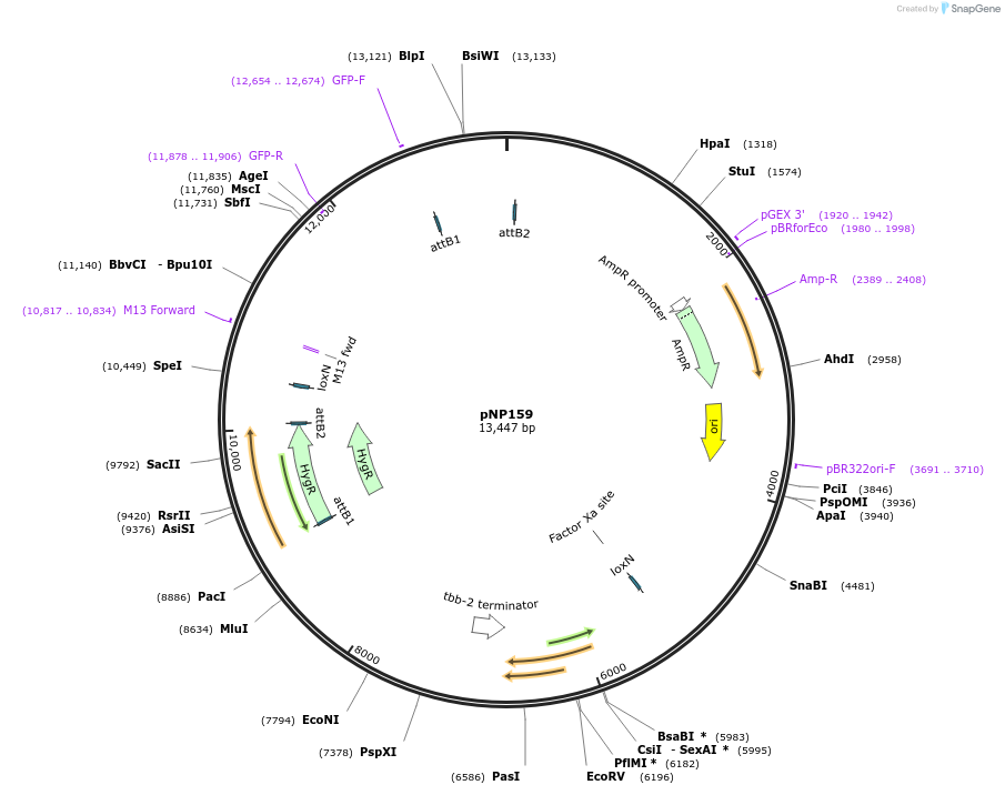 106361-plasmid-map-sequence-id-204626