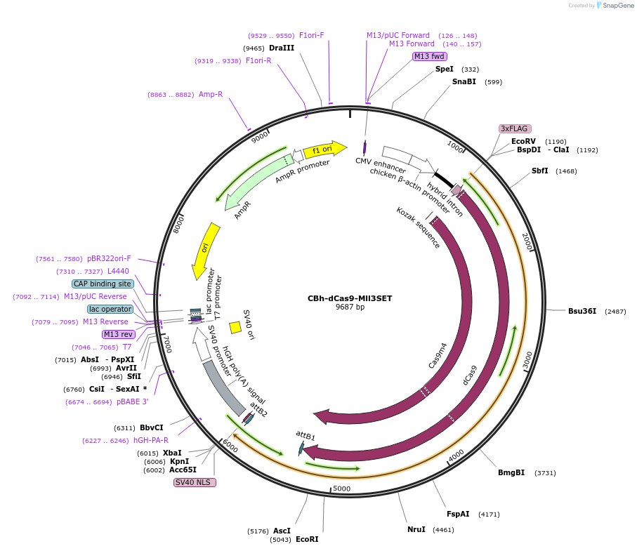 108452-plasmid-map-sequence-id-204629