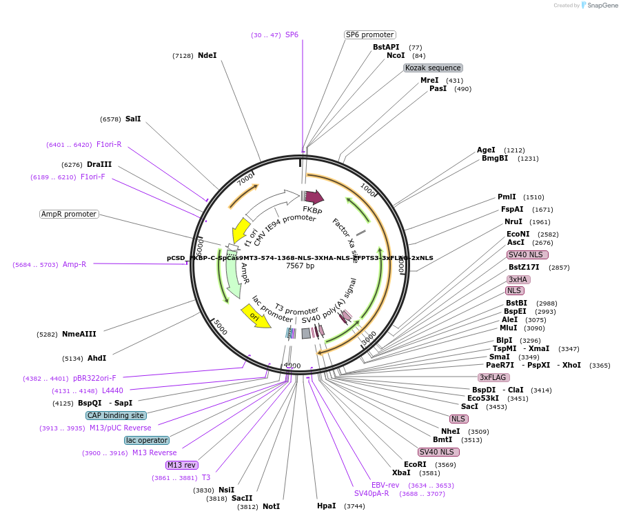 107300-plasmid-map-sequence-id-204631