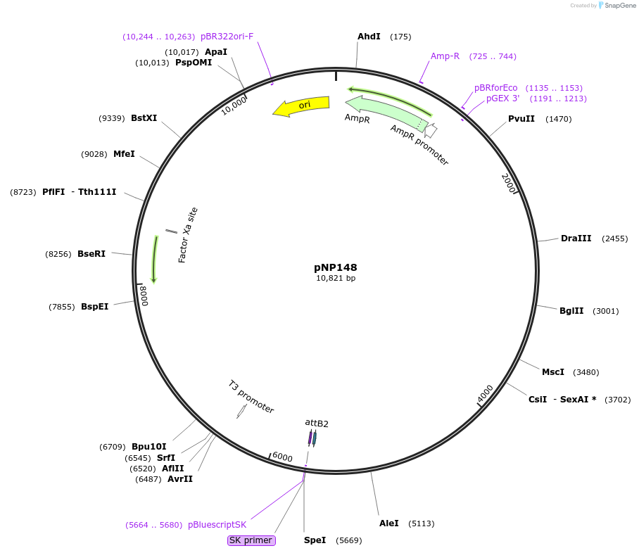 106358-plasmid-map-sequence-id-204634