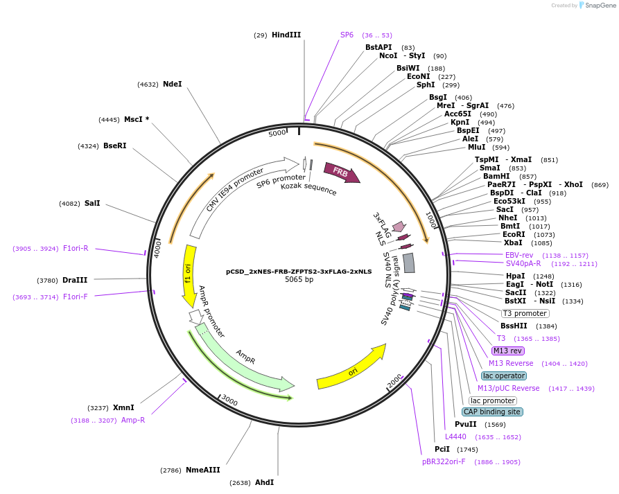 107303-plasmid-map-sequence-id-204639