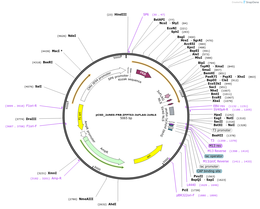 107304-plasmid-map-sequence-id-204643