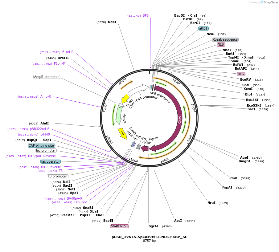 107305-plasmid-map-sequence-id-204646
