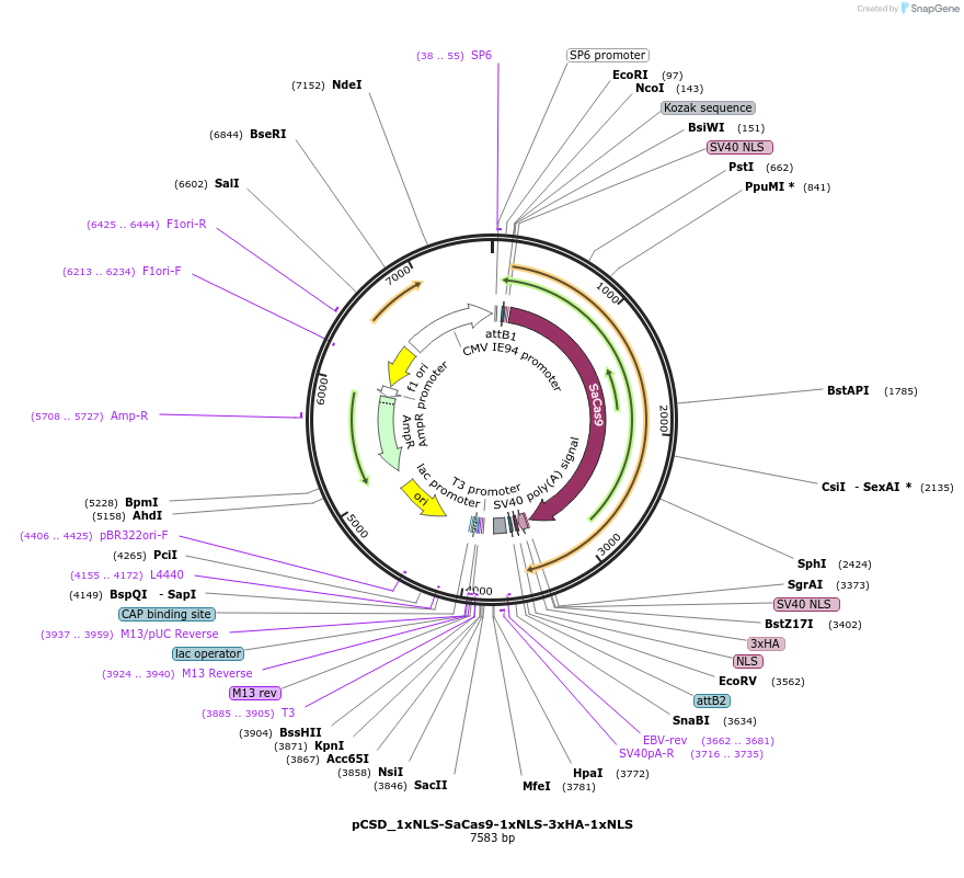 107317-plasmid-map-sequence-id-204651