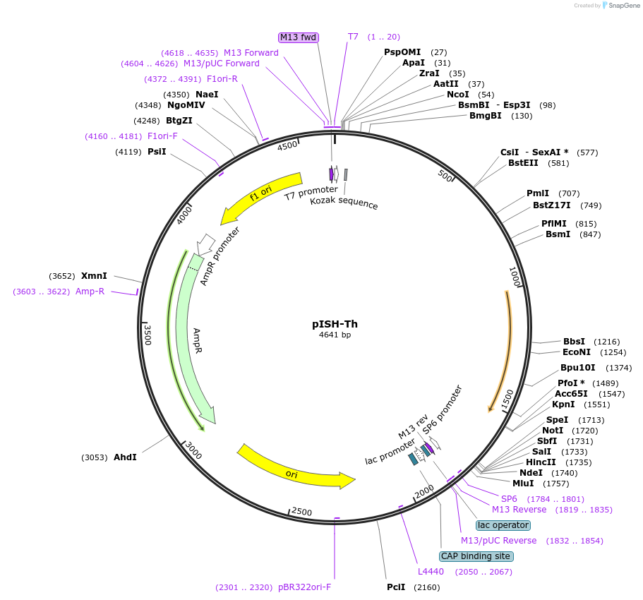105988-plasmid-map-sequence-id-204664