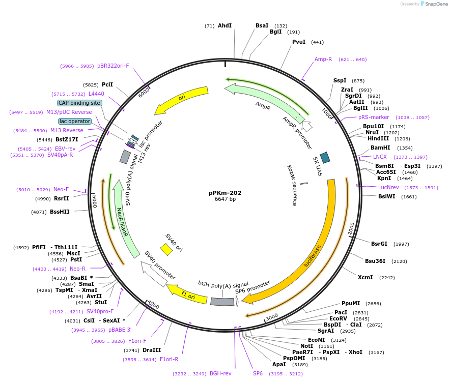 90492-plasmid-map-sequence-id-204672