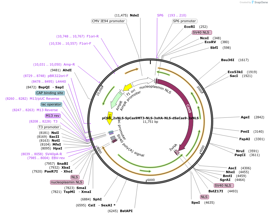 107318-plasmid-map-sequence-id-204674