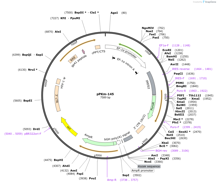 90505-plasmid-map-sequence-id-204675