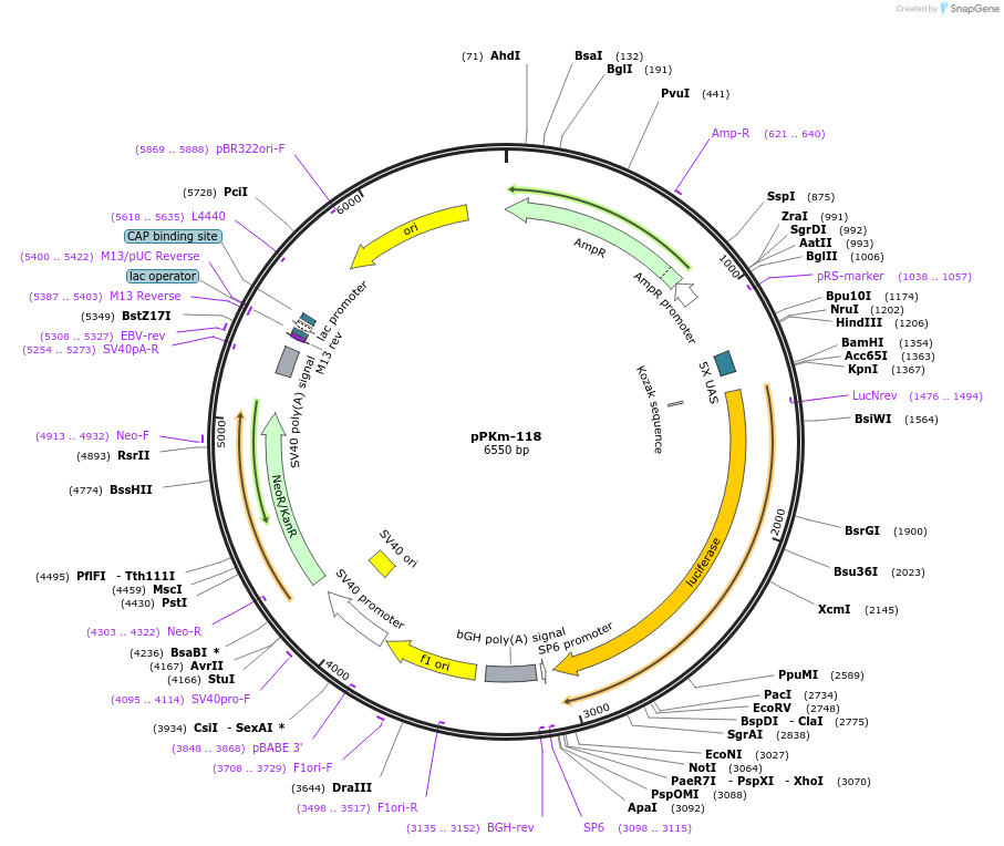 90491-plasmid-map-sequence-id-204678