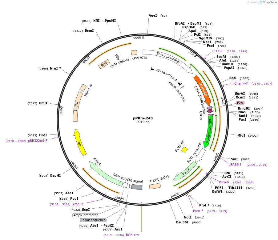 90506-plasmid-map-sequence-id-204681