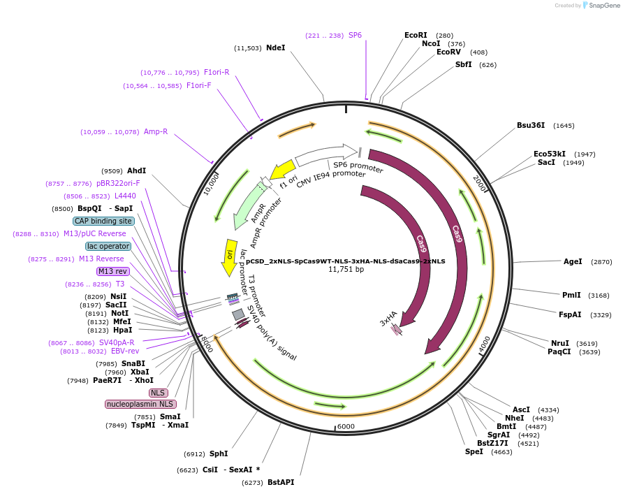 107319-plasmid-map-sequence-id-204682