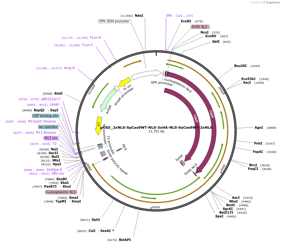 107320-plasmid-map-sequence-id-204686