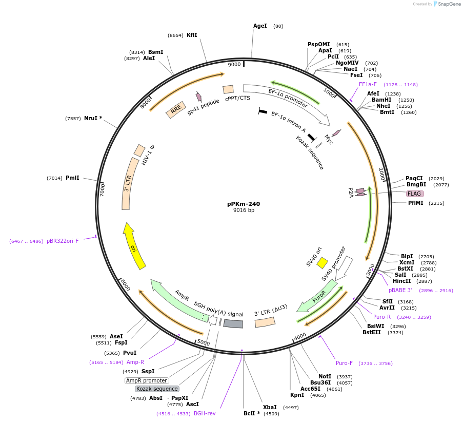 90510-plasmid-map-sequence-id-204691