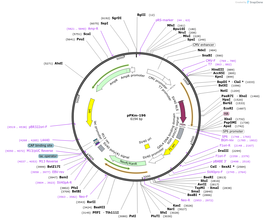 90511-plasmid-map-sequence-id-204692