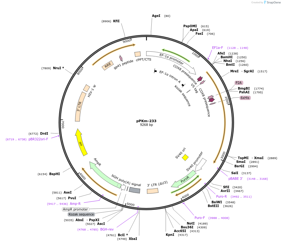 90508-plasmid-map-sequence-id-204694