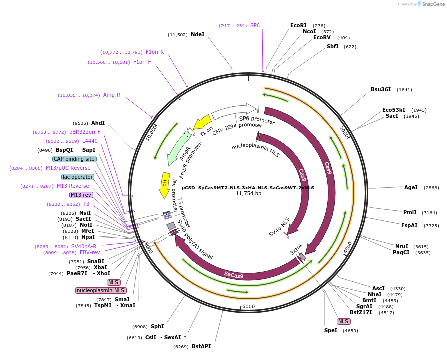 107321-plasmid-map-sequence-id-204695