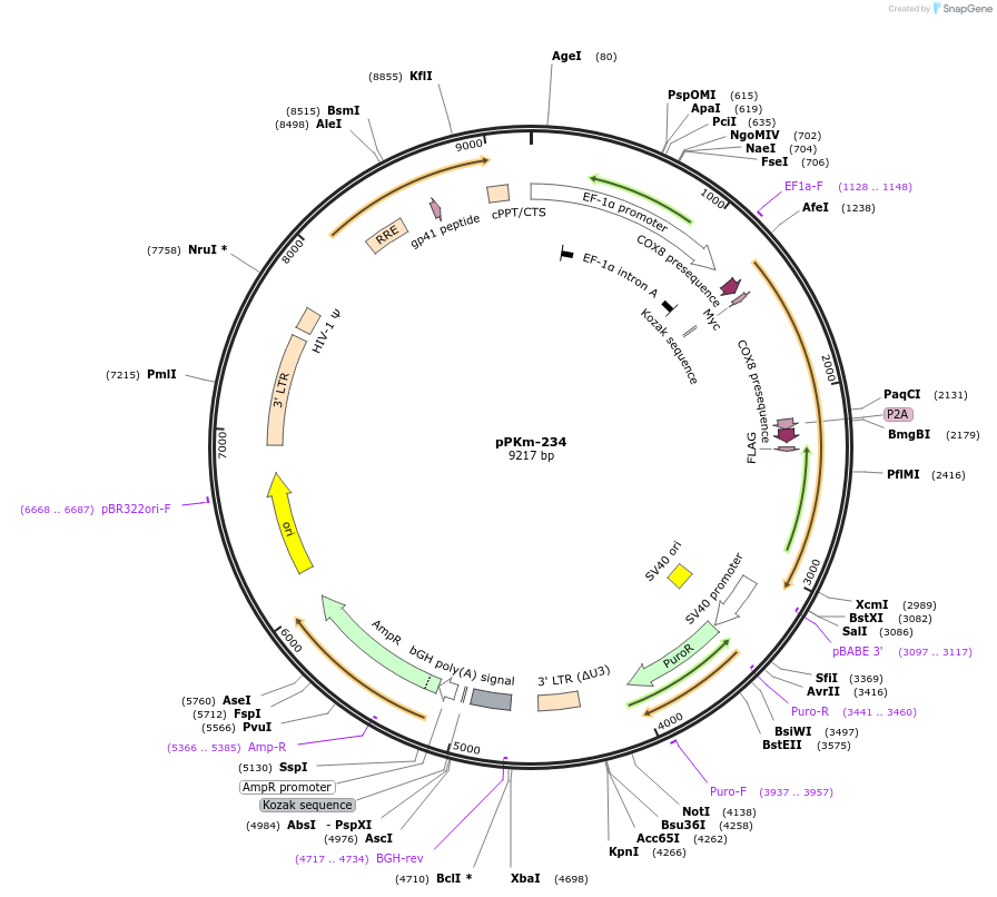 90507-plasmid-map-sequence-id-204697
