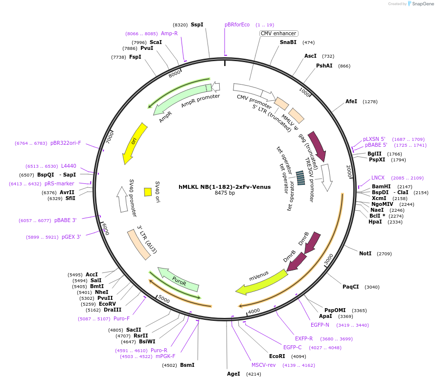 106077-plasmid-map-sequence-id-204698