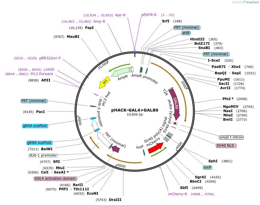104874-plasmid-map-sequence-id-204699