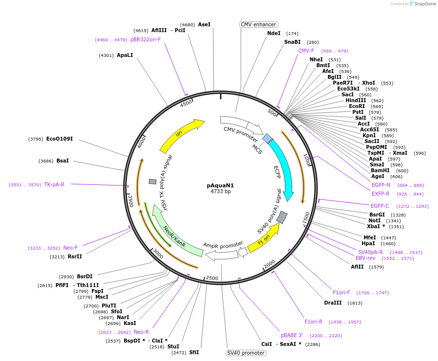 42888-plasmid-map-sequence-id-204700