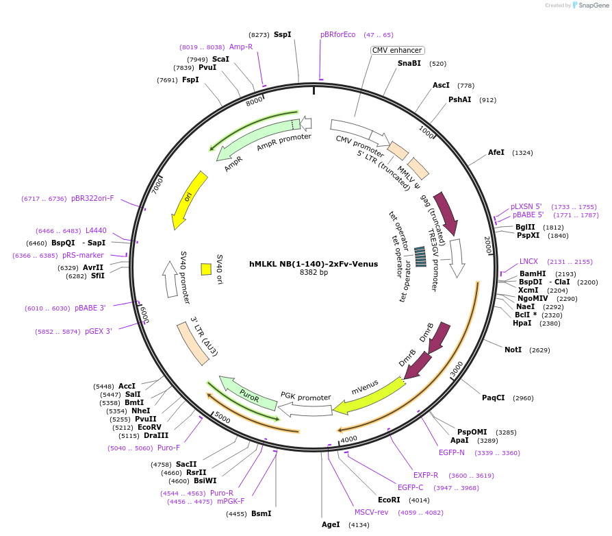 106076-plasmid-map-sequence-id-204701