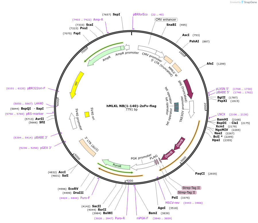 106074-plasmid-map-sequence-id-204706