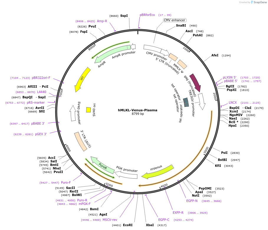 106081-plasmid-map-sequence-id-204712