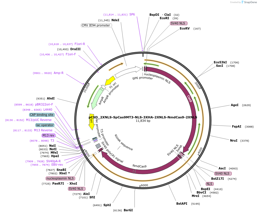 107323-plasmid-map-sequence-id-204717