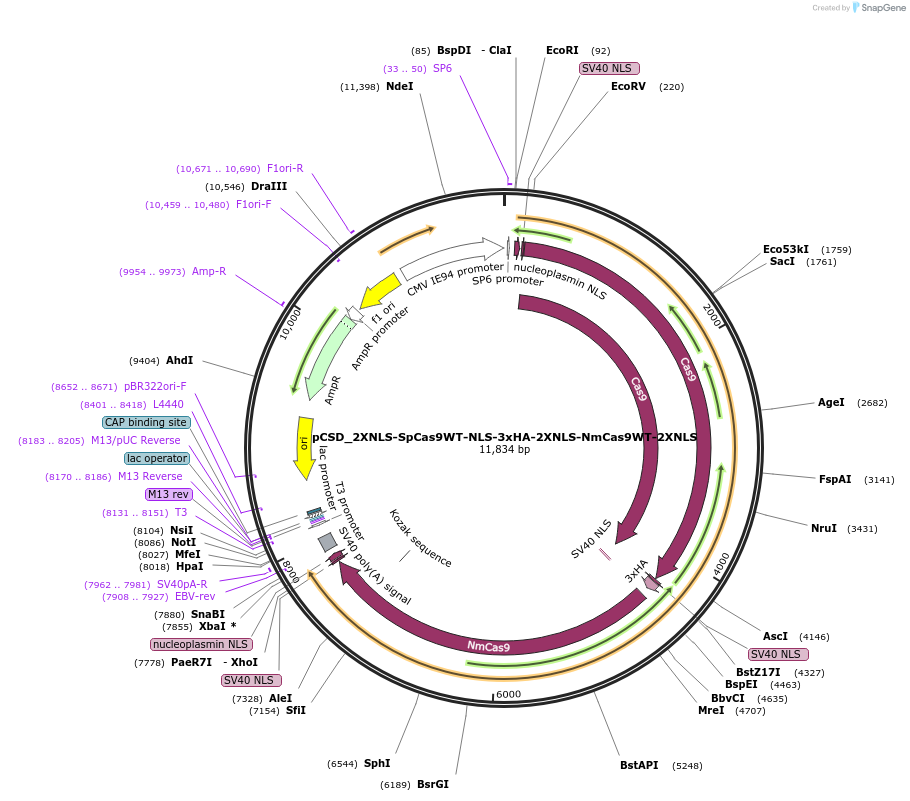 107324-plasmid-map-sequence-id-204720