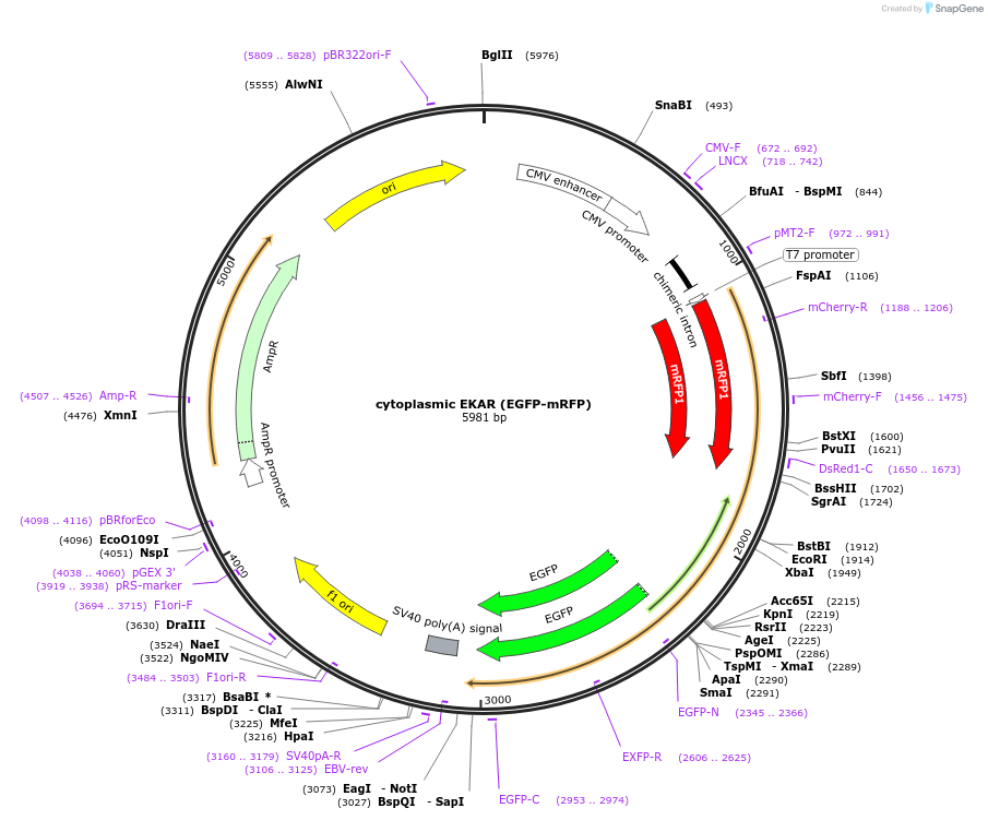 18680-plasmid-map-sequence-id-204721