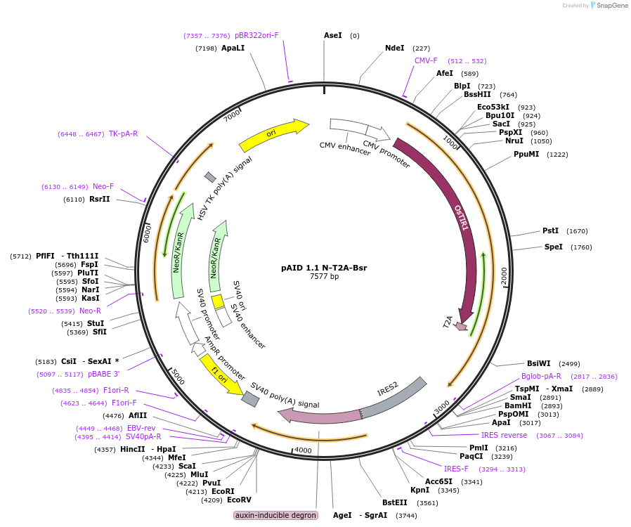 105985-plasmid-map-sequence-id-204722