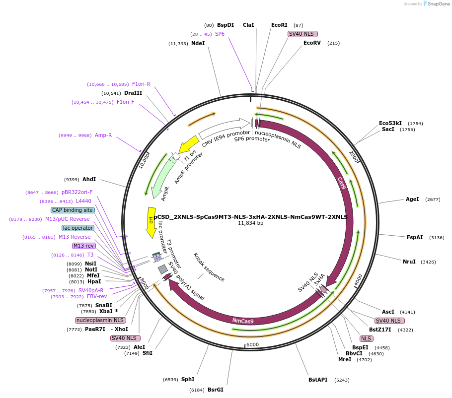 107325-plasmid-map-sequence-id-204749