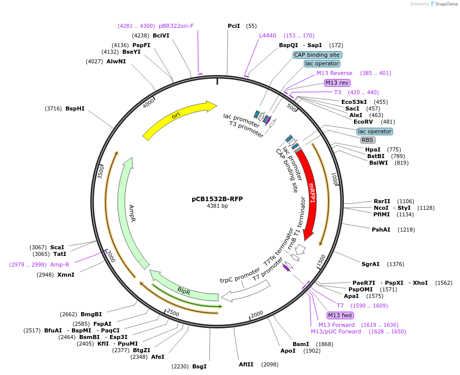 101854-plasmid-map-sequence-id-204750