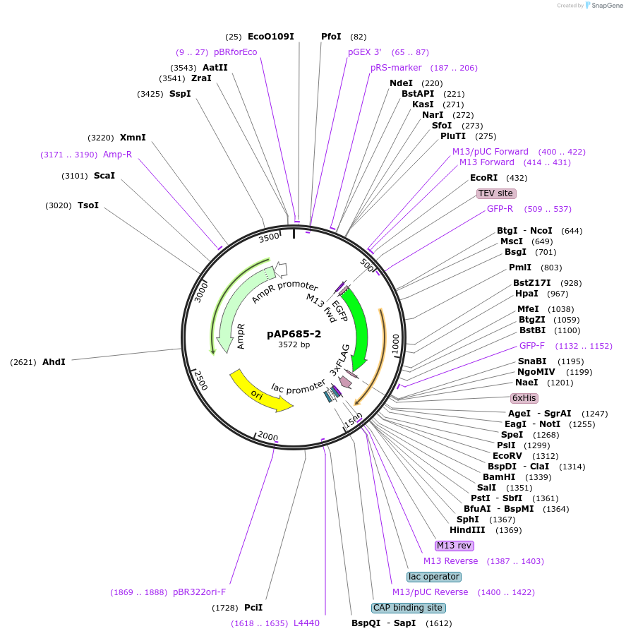 99490-plasmid-map-sequence-id-204752