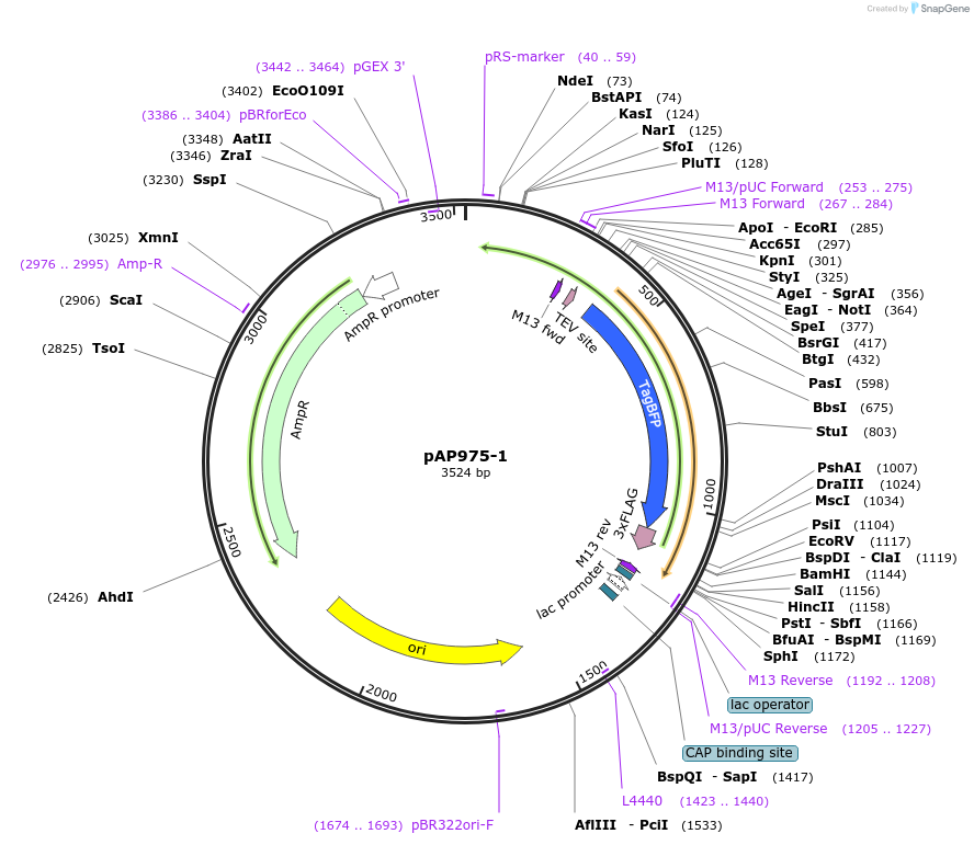 99498-plasmid-map-sequence-id-204753