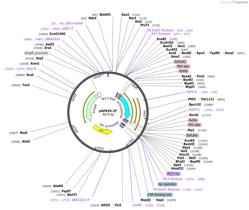 99486-plasmid-map-sequence-id-204754