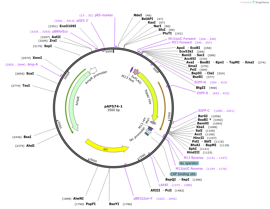 99477-plasmid-map-sequence-id-204755