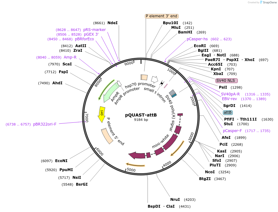104880-plasmid-map-sequence-id-204757