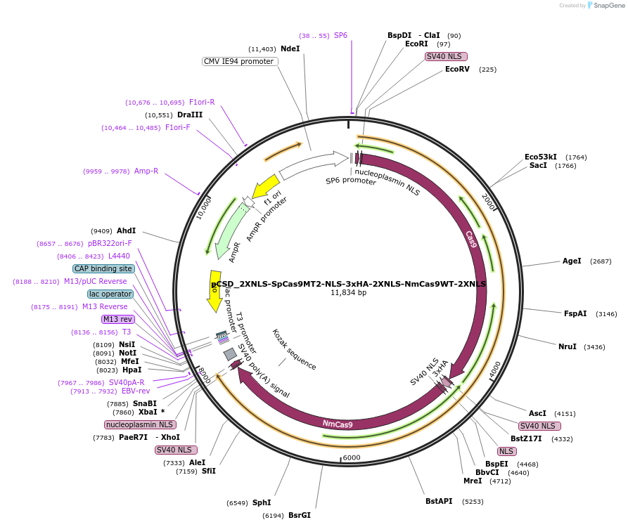 107326-plasmid-map-sequence-id-204774