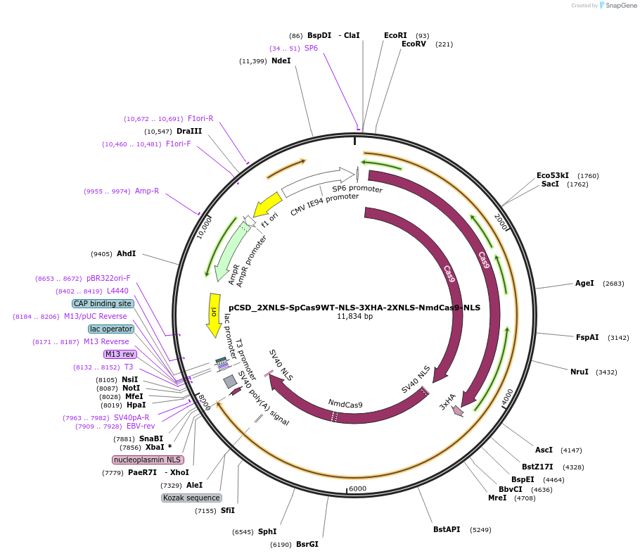 107327-plasmid-map-sequence-id-204775