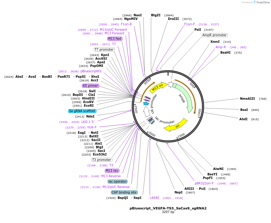 107330-plasmid-map-sequence-id-204780